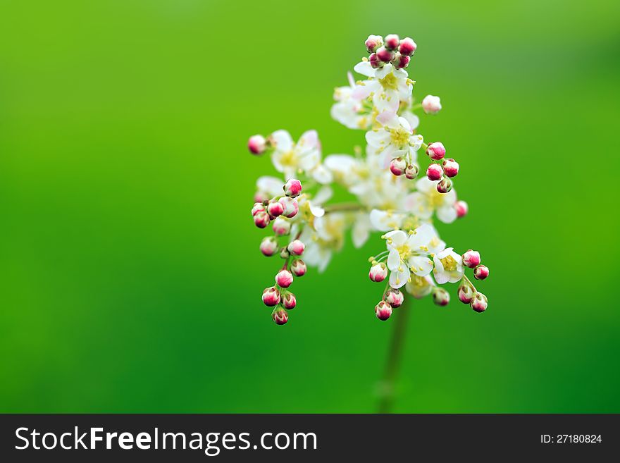 Beauty blossom wildflower on green background. Beauty blossom wildflower on green background