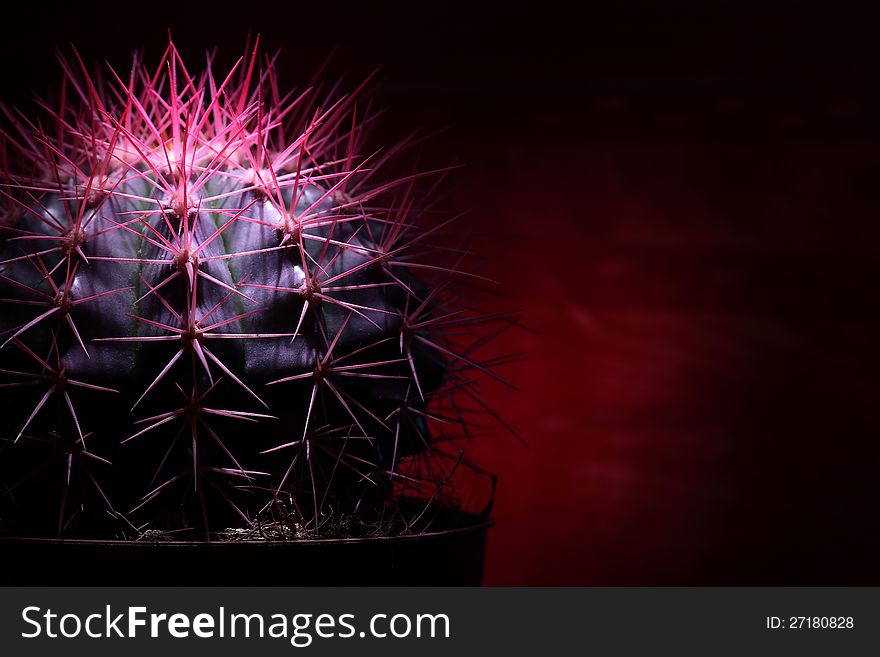 Closeup of potted cactus with pink thorns on dark background. Closeup of potted cactus with pink thorns on dark background