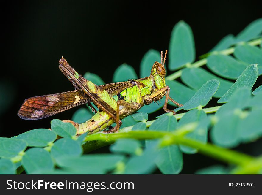 Short horn grasshopper on green leaf