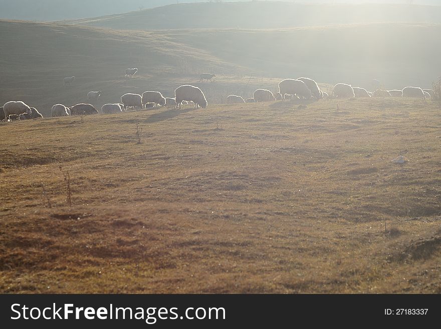 Sheep eating grass in sunlight rays
