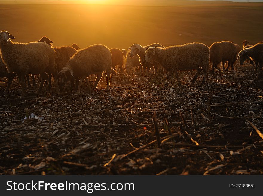 Sheep eating grass in sunlight rays