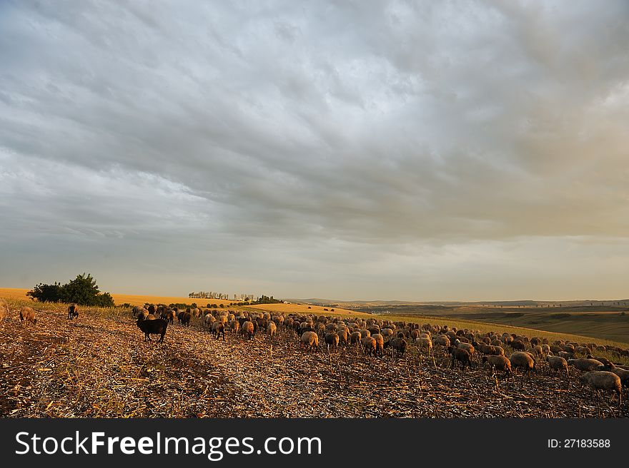 Sheep eating grass in sunlight rays