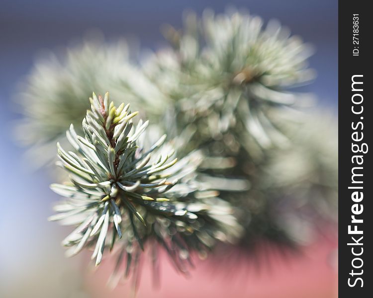 Selective focus sprigs of evergreen spruce on blue and red background shot in natural light outside. Selective focus sprigs of evergreen spruce on blue and red background shot in natural light outside