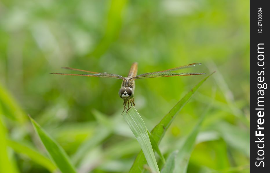 Dragonfly On The Grass In The Garden