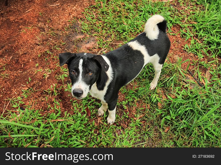 Asian dog black and white hair on grass background