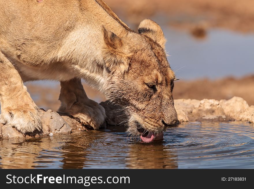 Lioness drinking water at Dalkeith waterhole in Kgalagadi Transfrontier Park
