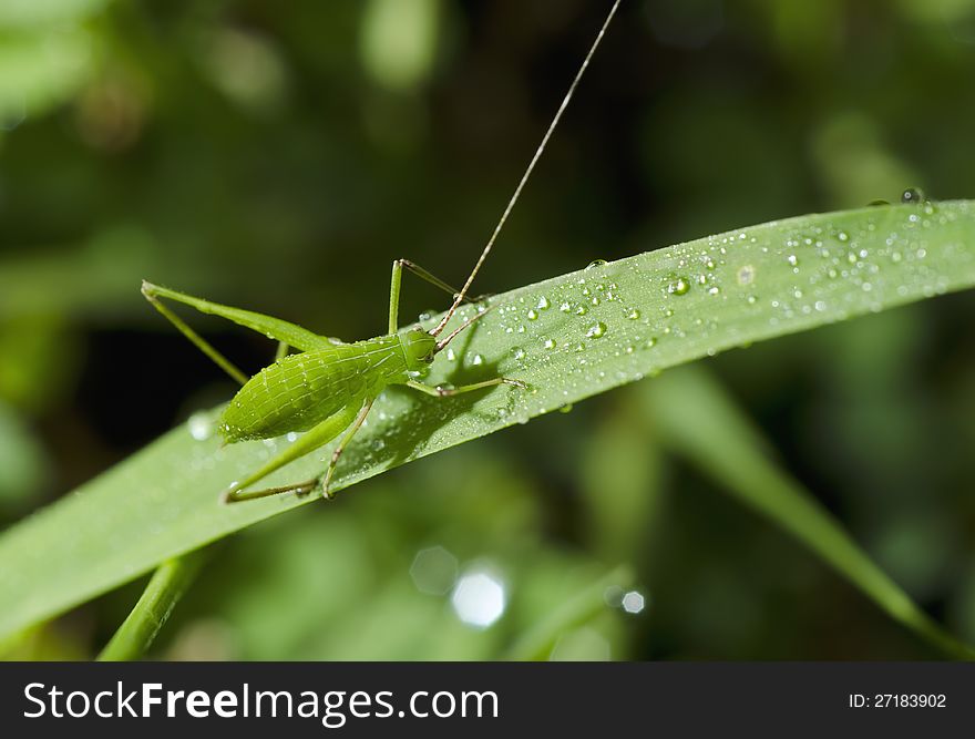 Grasshopper On The Grass With Dew