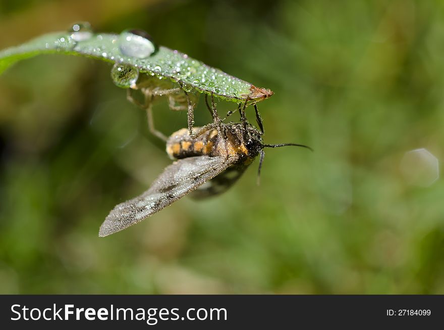 Insect And Dew In The Morning