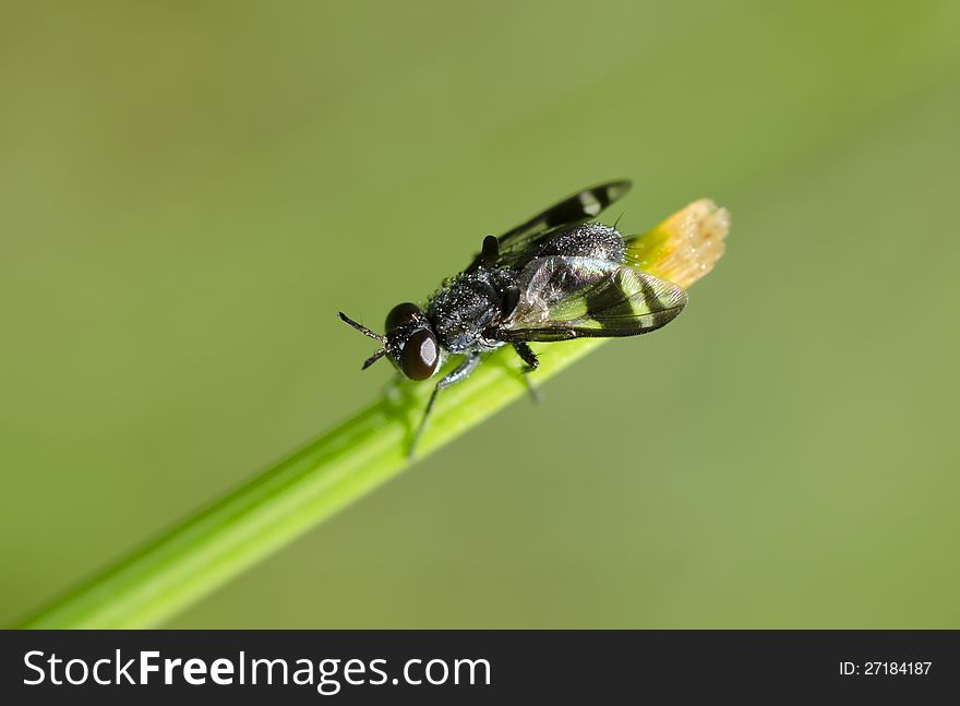 Insect On The Grass In The Garden