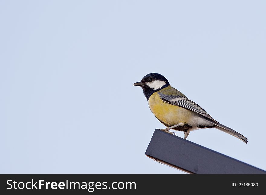 Great tit is perching on a piece of iron profile