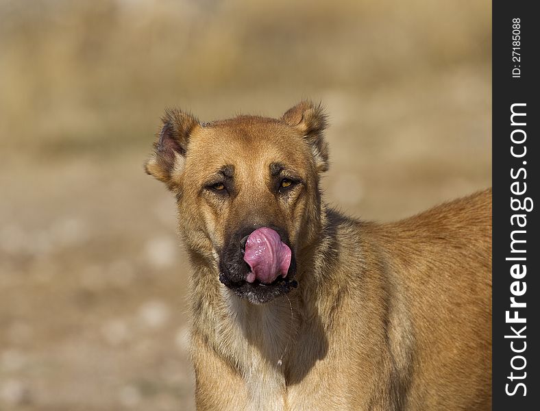 A licking her face and looking at the camera. A licking her face and looking at the camera