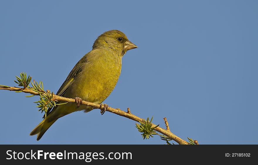 Greenfinch is perching on a tree branch