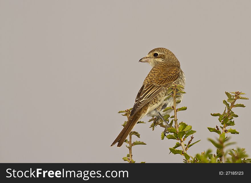 Red-backed shrike is perching on a tree branch