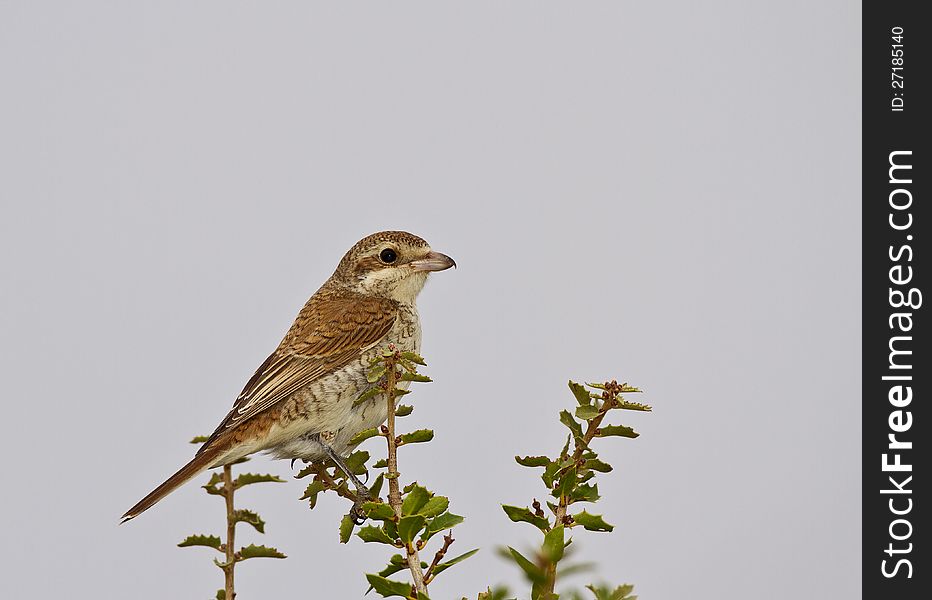 Red-backed shrike is perching on a tree branch