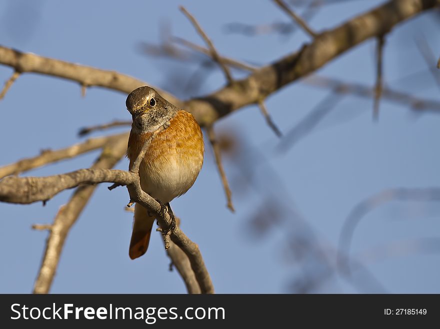 Redstart is perching on a tree branch