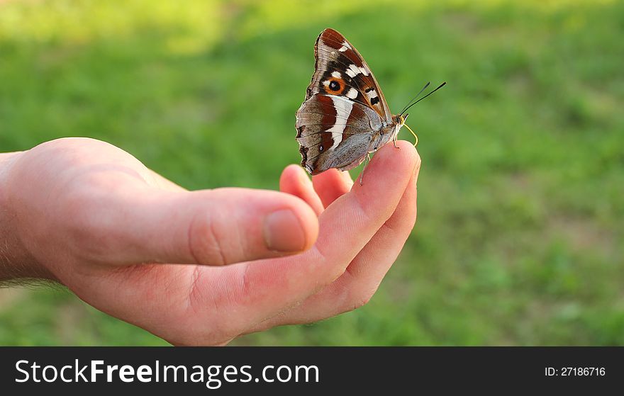 Butterfly On Finger