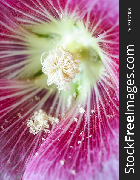 Close-up of pink hollock pollen