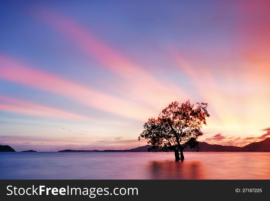 Mangrove trees sunset on water. Mangrove trees sunset on water