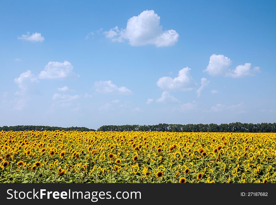 Field of sunflowers and blue sky with clouds as a background