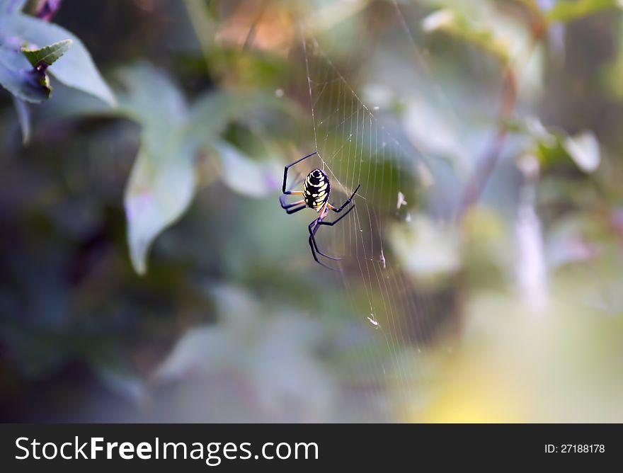 A banana spider on his web.