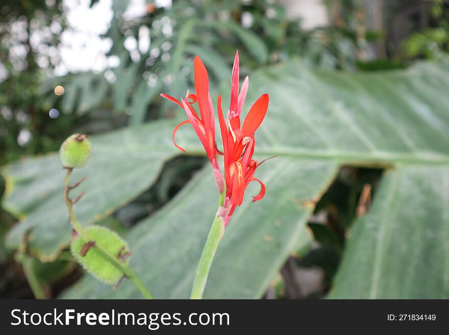 Beautiful Red Canna Indica in garden