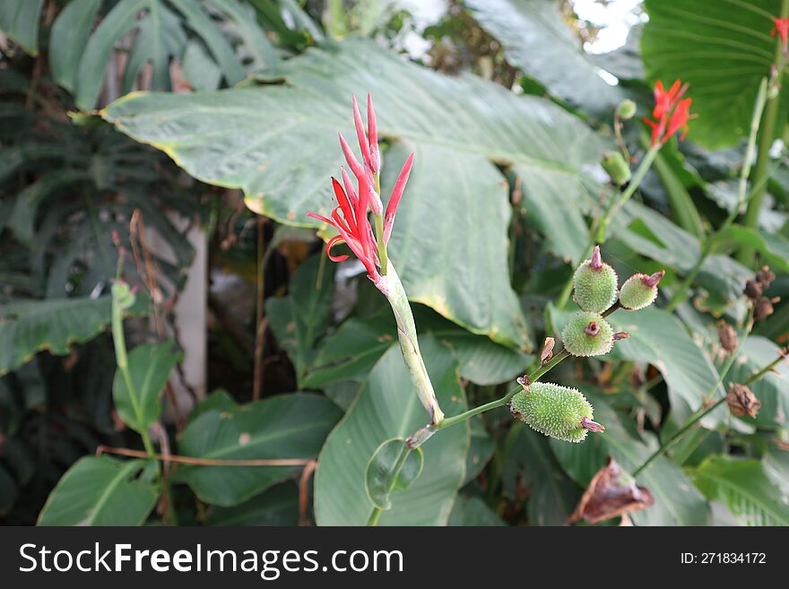 Red Canna Indica in the garden