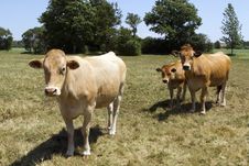 Brown Cows Royalty Free Stock Photography Brown Cows Royalty Free Stock Photography