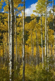 Colorado Fall-12 4063 Stock Images Colorado Fall-12 4063 Stock Images