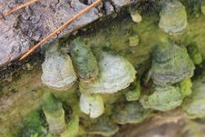 Free Tree Shelf Fungus Stock Photography - 27197882