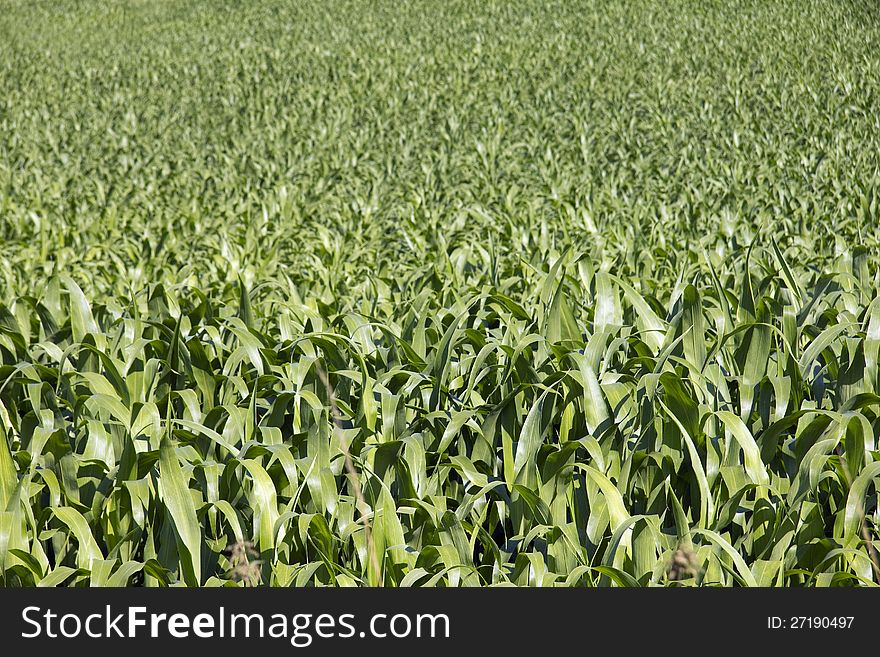 Large field of crops growing in sunshine