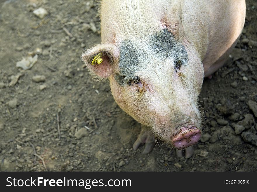 Focus on snout of this pig with room for your text on soft background. Focus on snout of this pig with room for your text on soft background