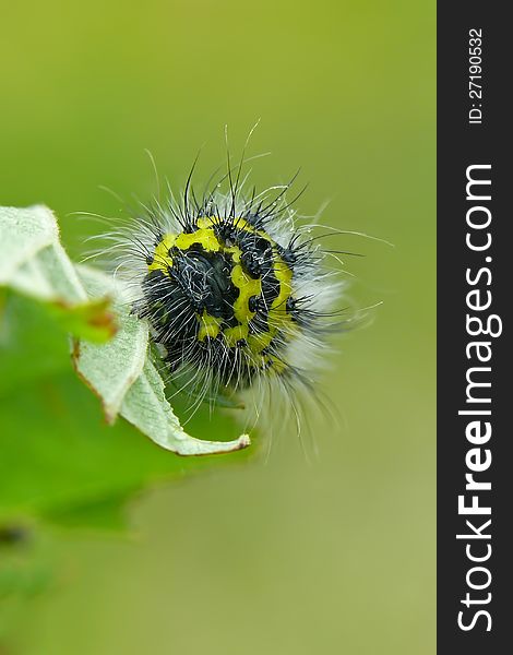 Caterpillar of the small emperor moth (Saturnia pavonia). Front.