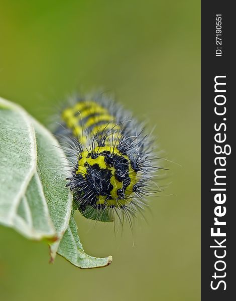 Caterpillar of the small emperor moth (Saturnia pavonia). Front.