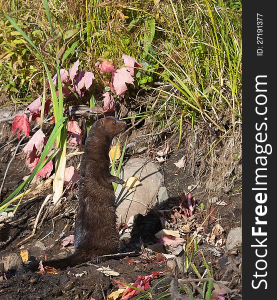 Profile of an American mink sitting up, and looking toward embankment.  Autumn in Minnesota.