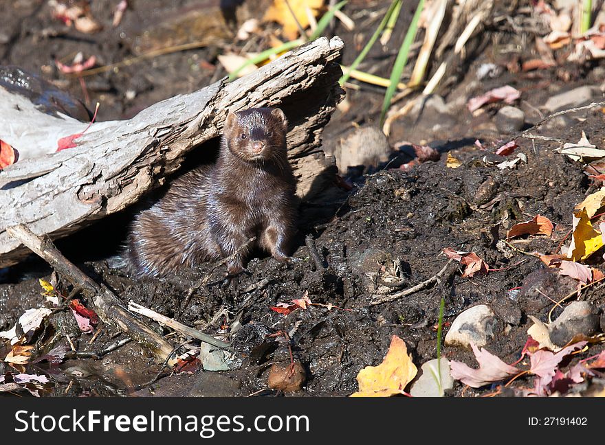 American Mink emerges from beneath a piece of wood, to look at the camera.