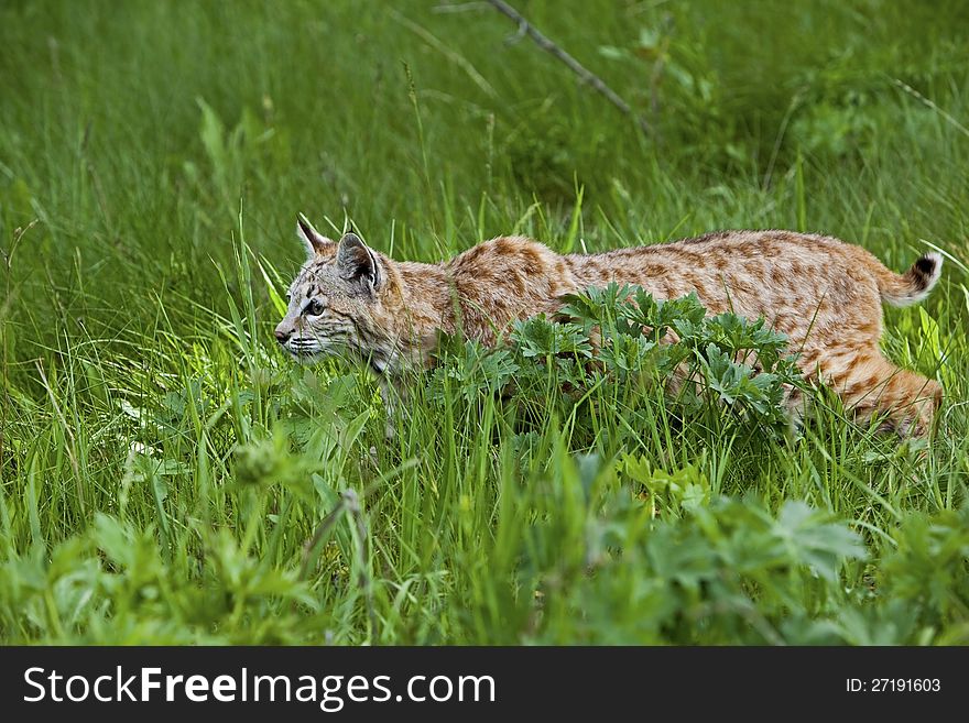 Bobcat In Grassy Meadow
