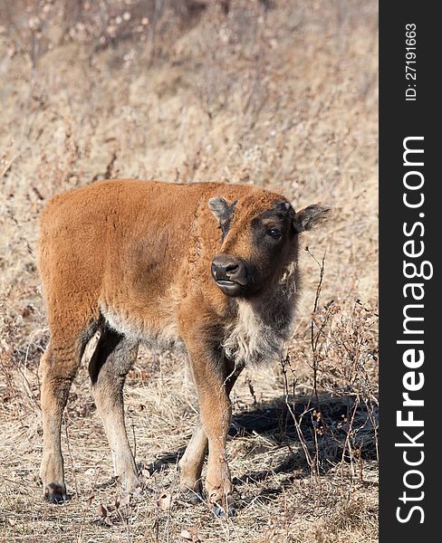 Wild American Bison calf. Riding Mountain National Park, Manitoba, Canada.