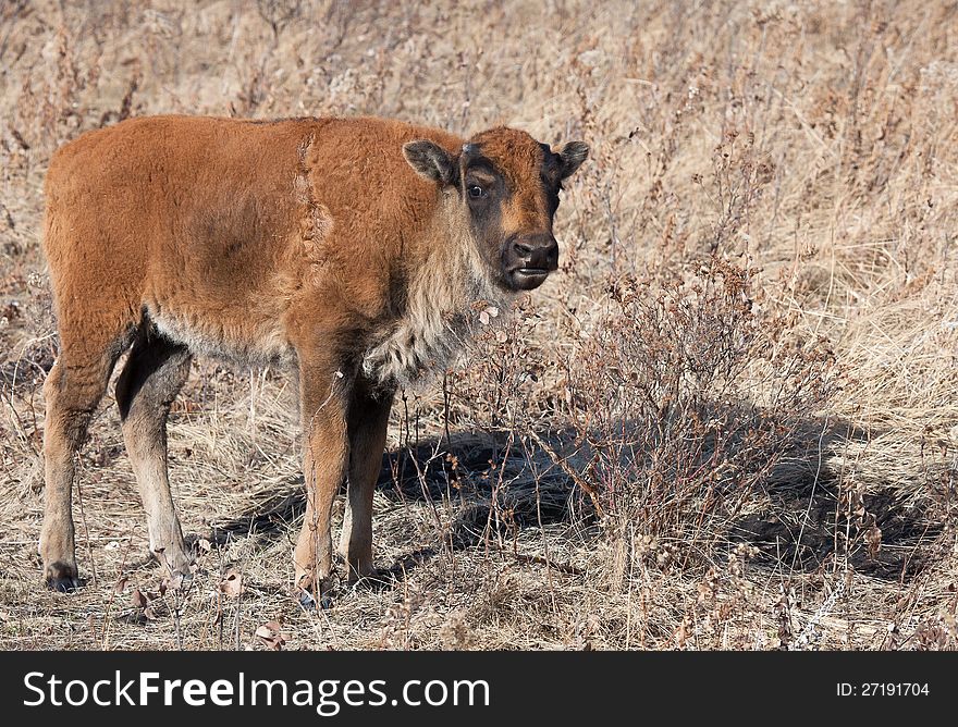 Wild American Bison calf.  Autumn in Riding Mountain National Park, Manitoba, Canada