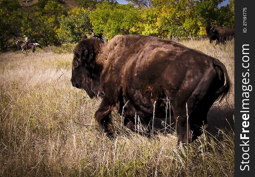 Large American bison/buffalo with cowboy in the background. Large American bison/buffalo with cowboy in the background.