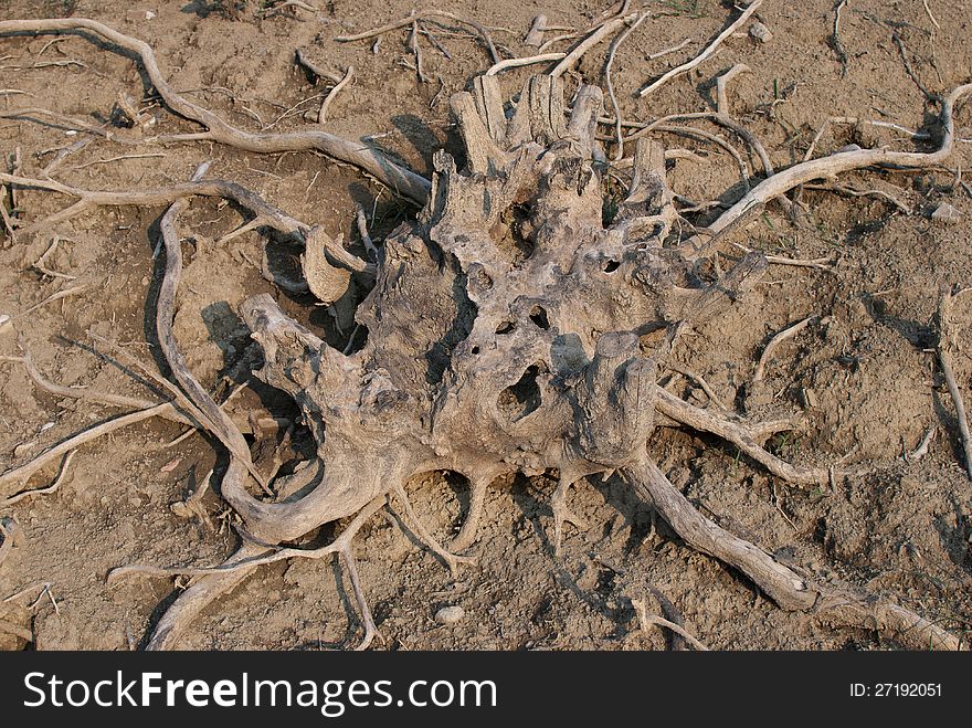 Dried Root Tree
