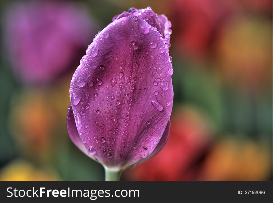 Foreground purple flower against soft focus background of wild flowers. Foreground purple flower against soft focus background of wild flowers