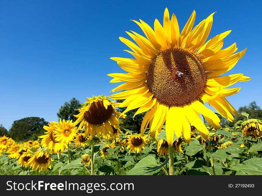 Beautiful yellow sunflower and blue sky. Beautiful yellow sunflower and blue sky