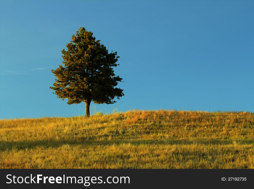 Single tree with bright blue sky and setting sun. Single tree with bright blue sky and setting sun