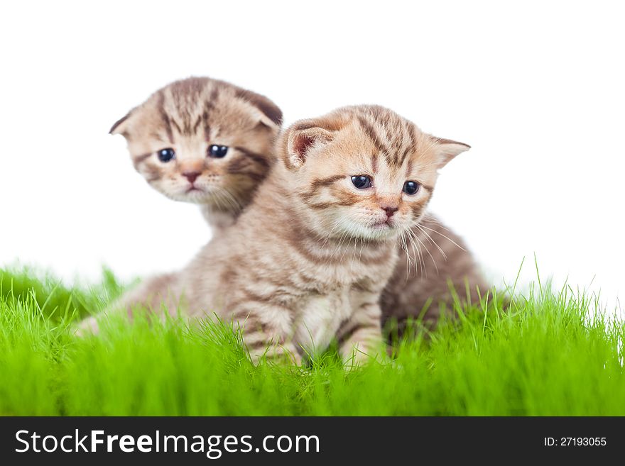 Two british kittens on green grass. Two british kittens on green grass