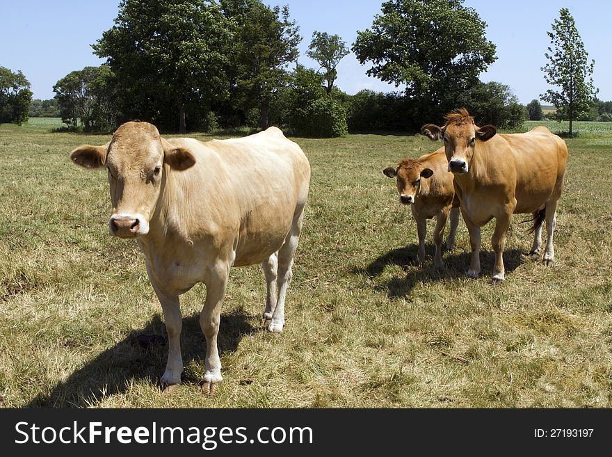 Three Brown Cows in a Pasture