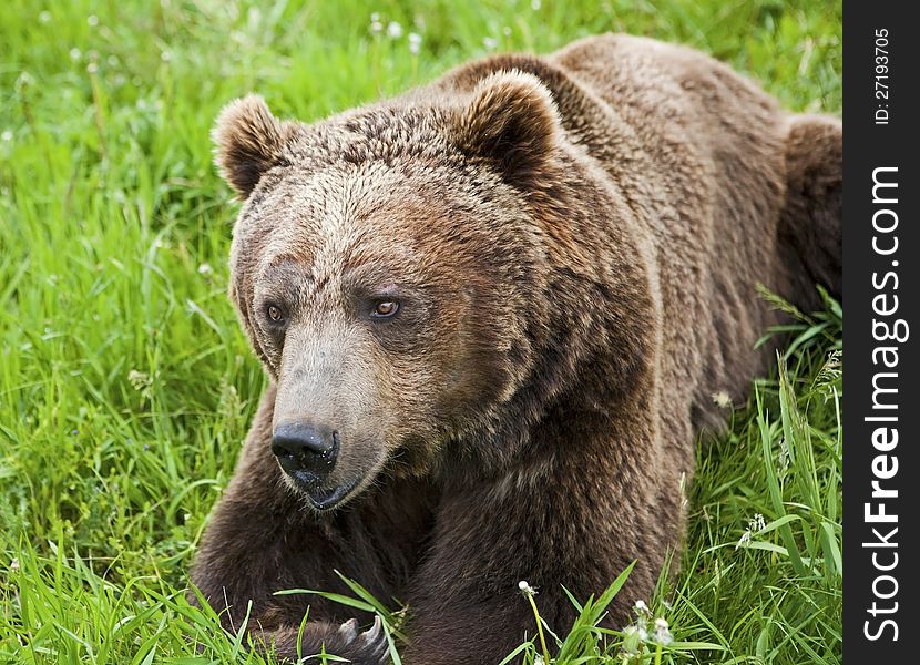 The brown bear is resting in the lush grass of the meadow while searching for food. The brown bear is resting in the lush grass of the meadow while searching for food.