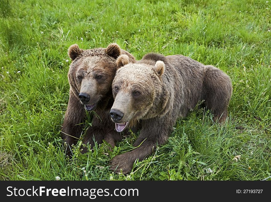 These two brown bear grizzlies tolerate each other while competing for food. These two brown bear grizzlies tolerate each other while competing for food.