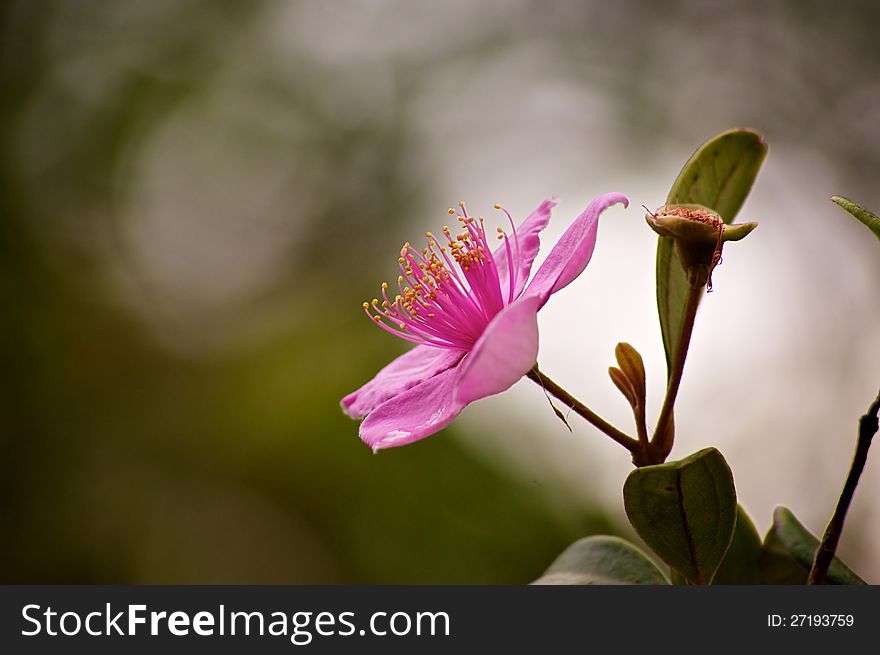 Close up of a pink VIrginia or Dog Rose in bloom with shallow depth of field. Close up of a pink VIrginia or Dog Rose in bloom with shallow depth of field.