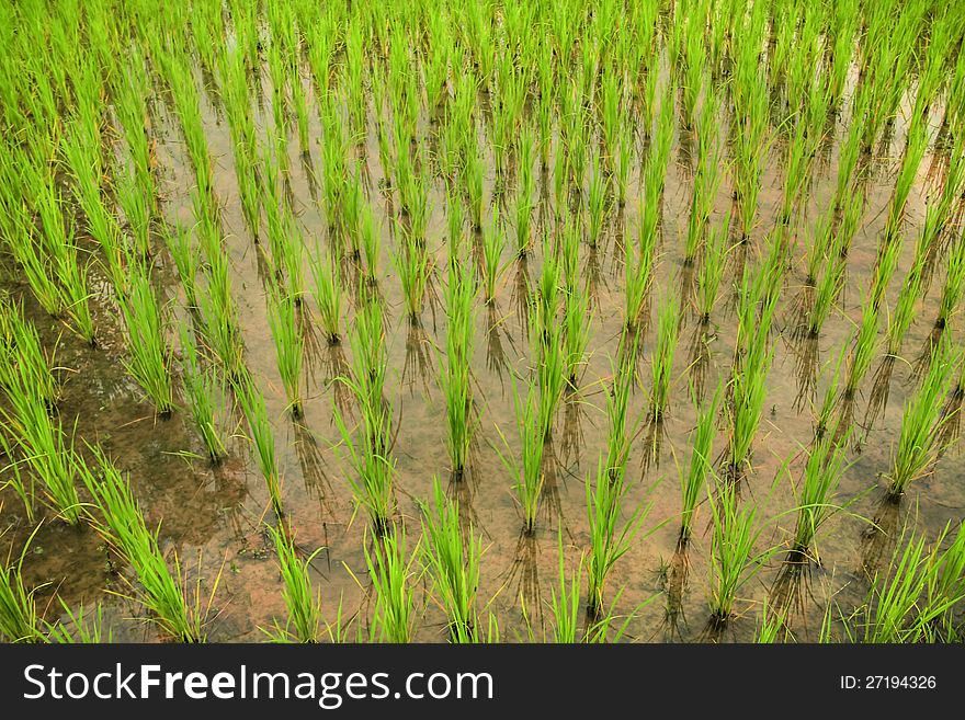 Rice field in countryside of Thailand