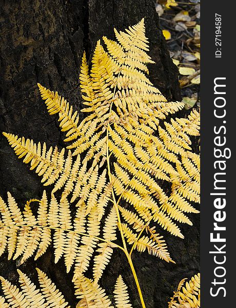 Close-up of golden fern in the fall with graceful pattern standing out against dark tree bark. Close-up of golden fern in the fall with graceful pattern standing out against dark tree bark.